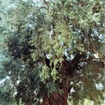 olivone di canneto sabino