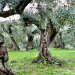 olivi secolari olivi monumentali sabina